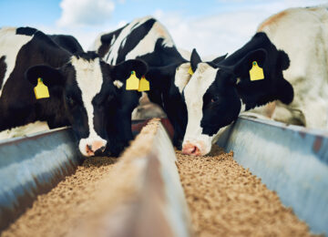 Cropped shot of a herd of cows feeding on a dairy farm